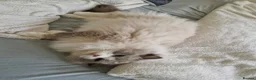 Ragdoll cats for sale: Ragdol x Persian Chinchilla kittens  - Advert 2