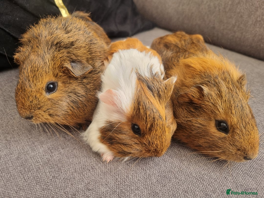 Guinea Pig rodents for sale: Guinea pigs for sale £25 each  - Image 3