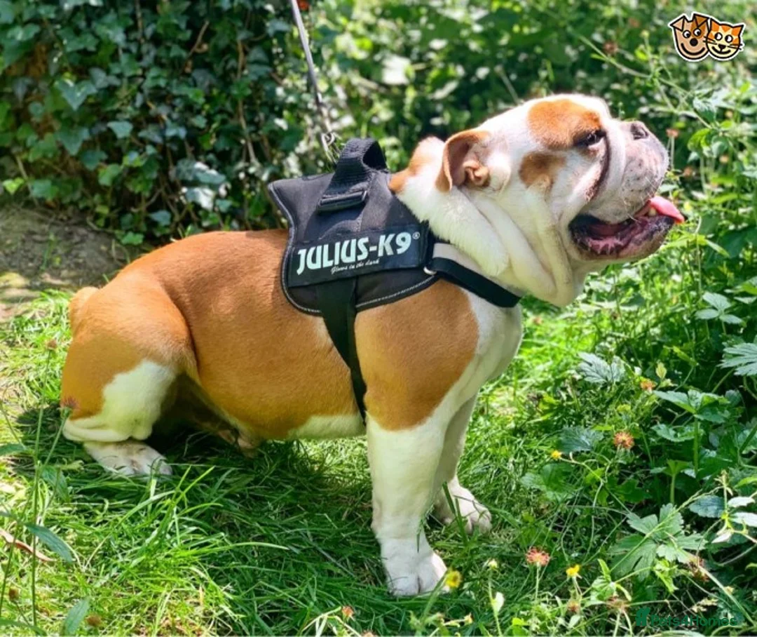 English Bulldog dogs for stud: QUALITY RED AND WHITE BULLDOG STUD DISCOUNT CHIPS in Sunderland - Advert 11