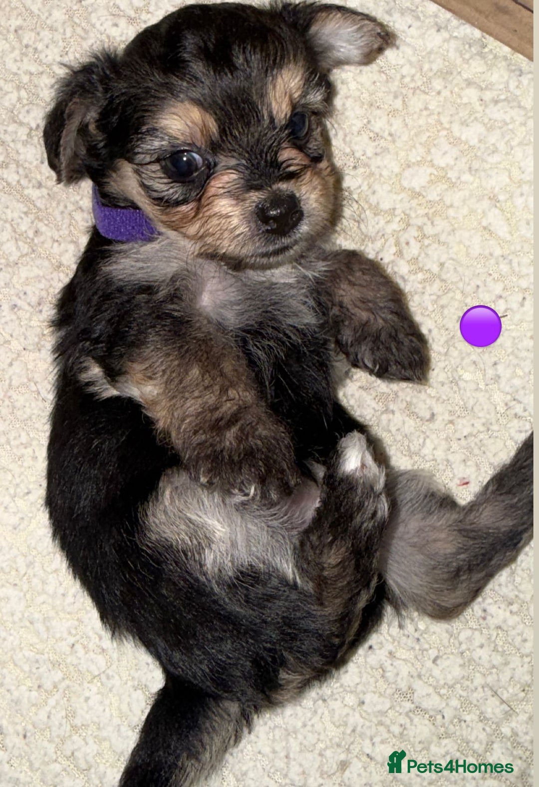 Mixed Breed dogs for sale: Five healthy puppies looking for a living home!  - Advert 9