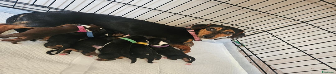 Mixed Breed Puppy 1
