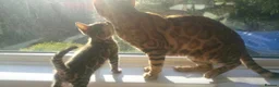 Bengal cats for sale: Full & Half Breed Bengal Kittens  - Advert 27