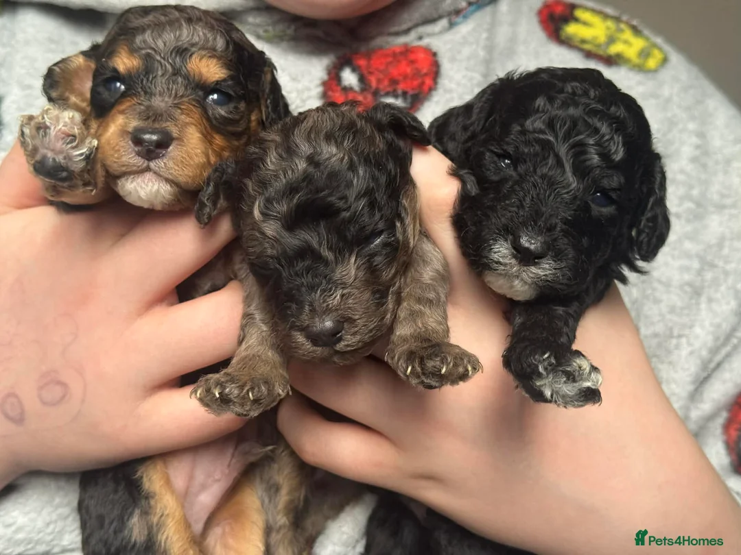 Cavapoo dogs for sale: F1b toy cavapoos - Advert 13