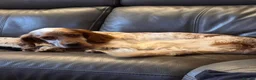 English Setter dogs for adoption: Sky   - Advert 2