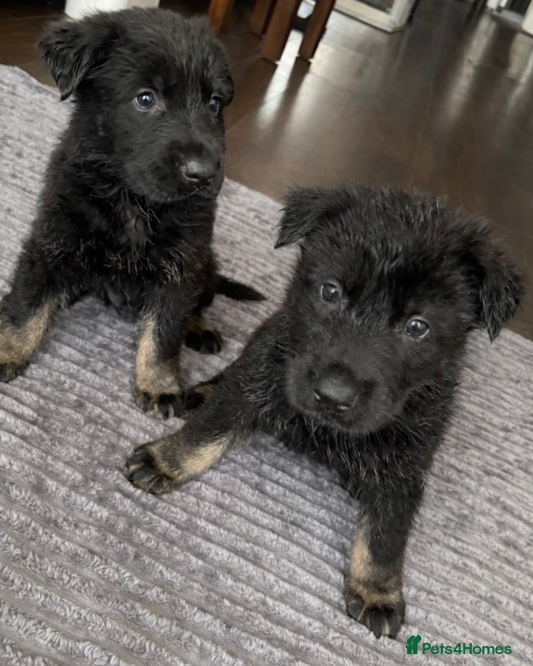 German Shepherd dogs for sale: Stunning German Shepard Pups  - Advert 3