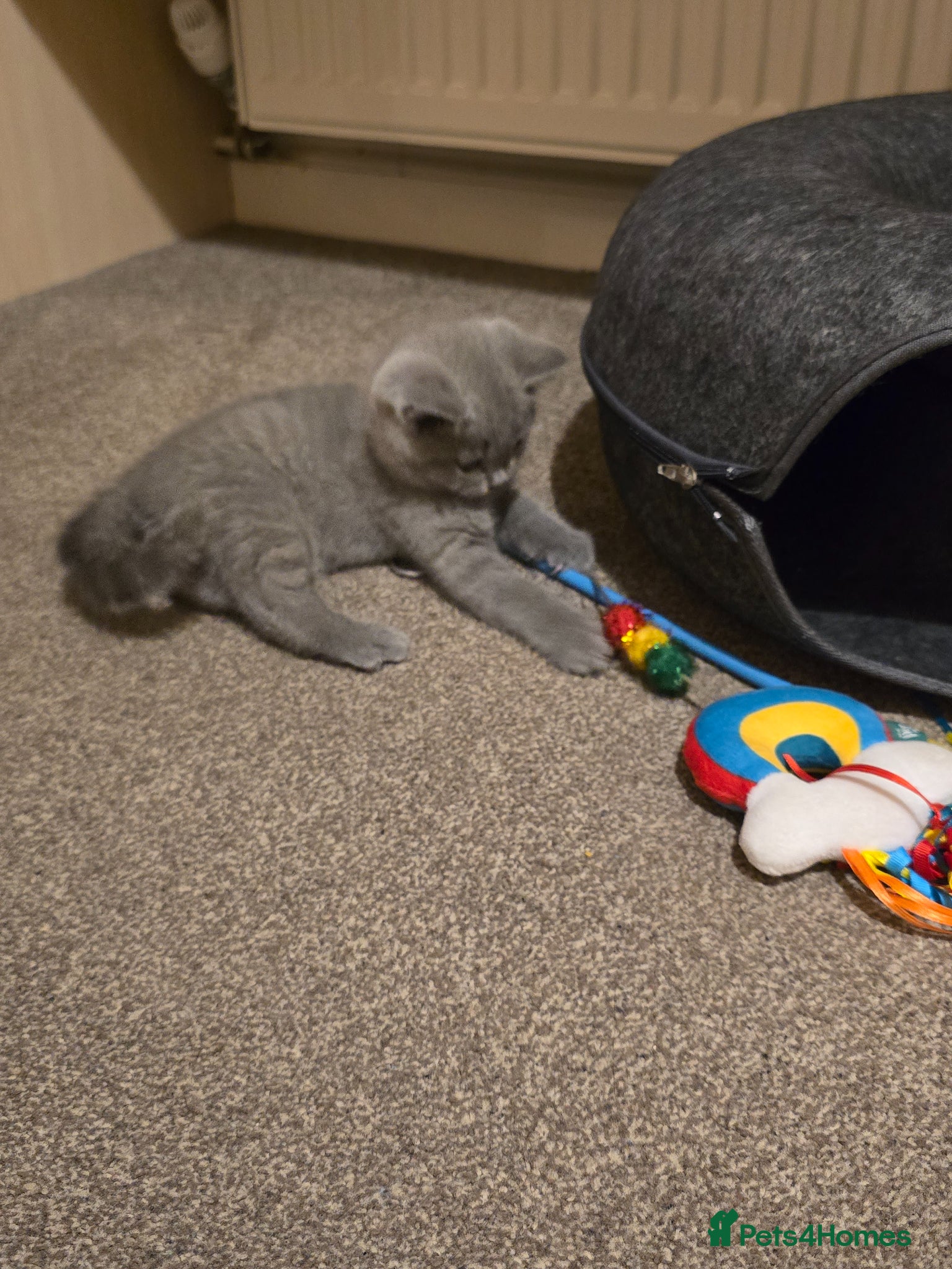 British Shorthair cats for sale: Adorable British shorthair kitten - Advert 3