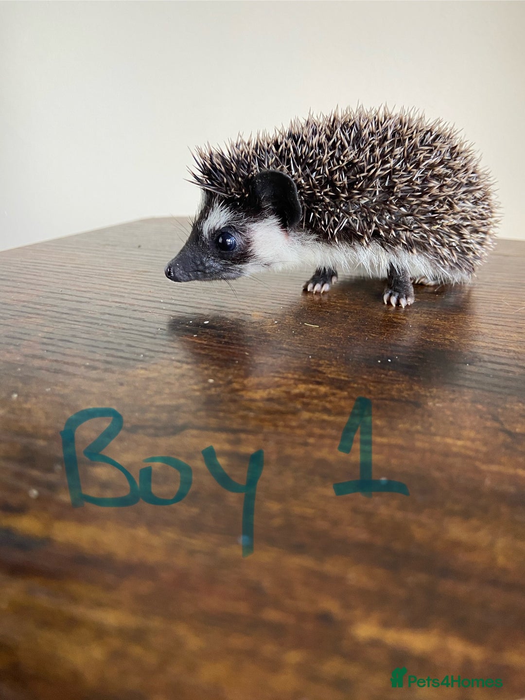 Pygmy Hedgehog rodents for sale: Pygmy Hedgehogs 🦔 - Advert 5