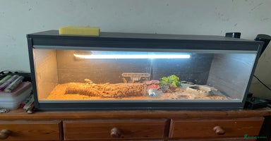 Lizard reptiles - Advert 4
