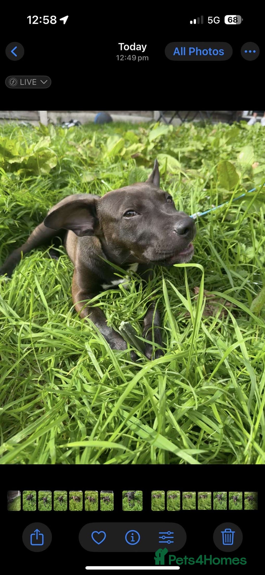 Mixed Breed dogs for sale: Coco canine  - Image 15