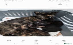 Mixed Breed cats for sale: 4 fluffy playful kittens - Image 1