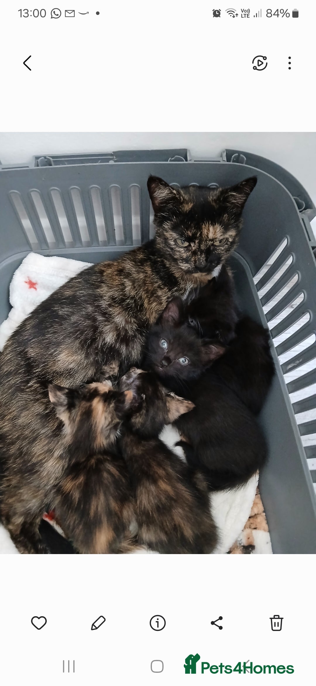 Mixed Breed cats for sale: 4 fluffy playful kittens - Image 1