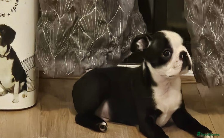 Boston Terrier dogs - Advert 2