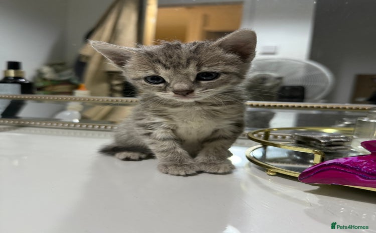 British Shorthair cats - Advert 10