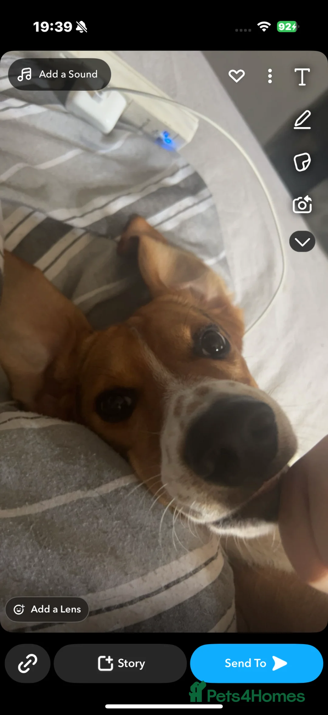 Mixed Breed dogs for sale: 4 year old beagle cross (ranger) - Advert 2