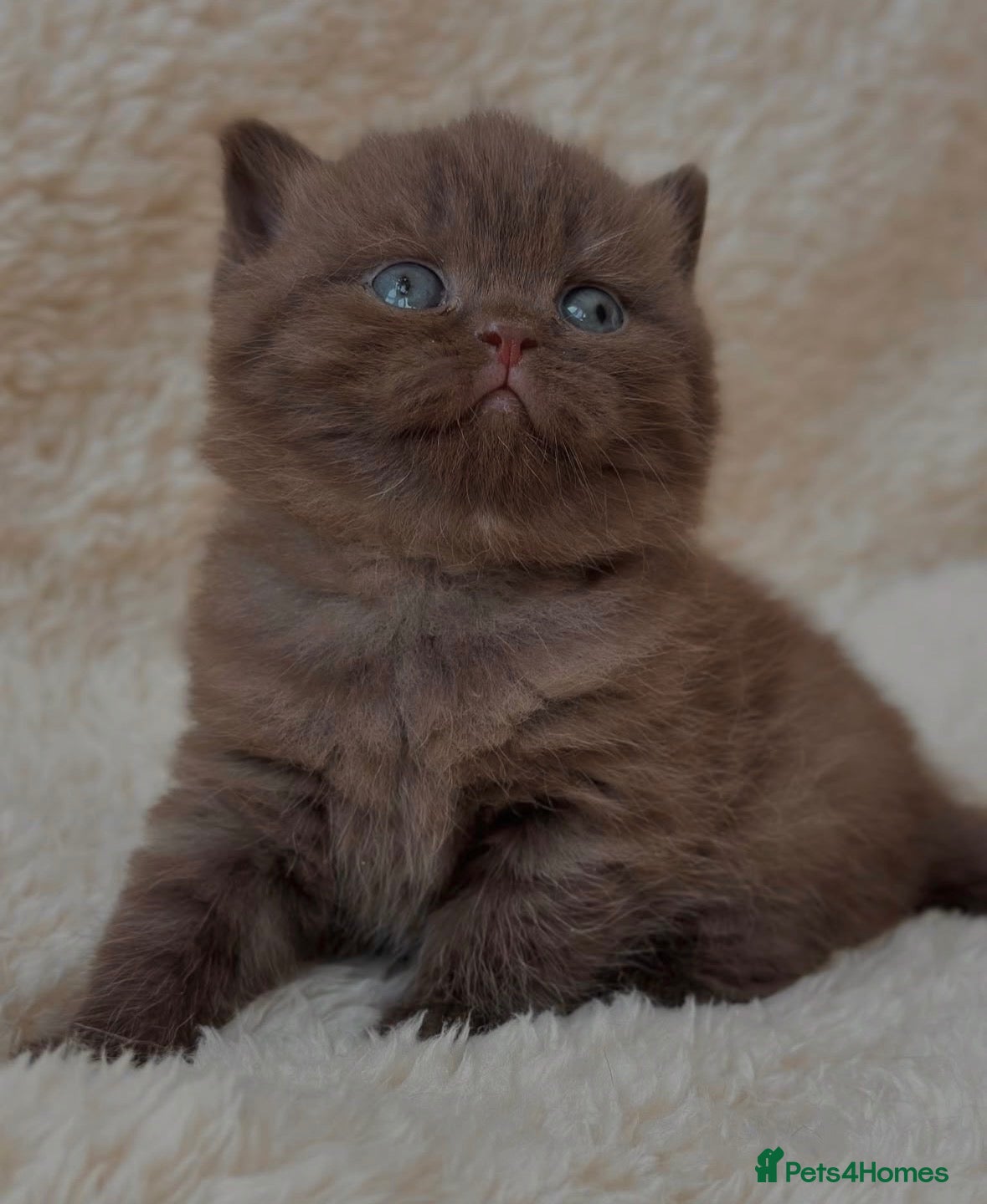 British Shorthair cats Adorable cinnamon British shorthair kittens - Advert 1