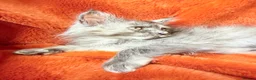 Maine Coon cats for sale: Maine coon kittens READY NOW  - Advert 13