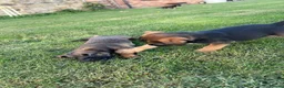 Border Terrier dogs for sale: 🧡Fabulous KC SLEM Clear Border Terriers - Advert 13