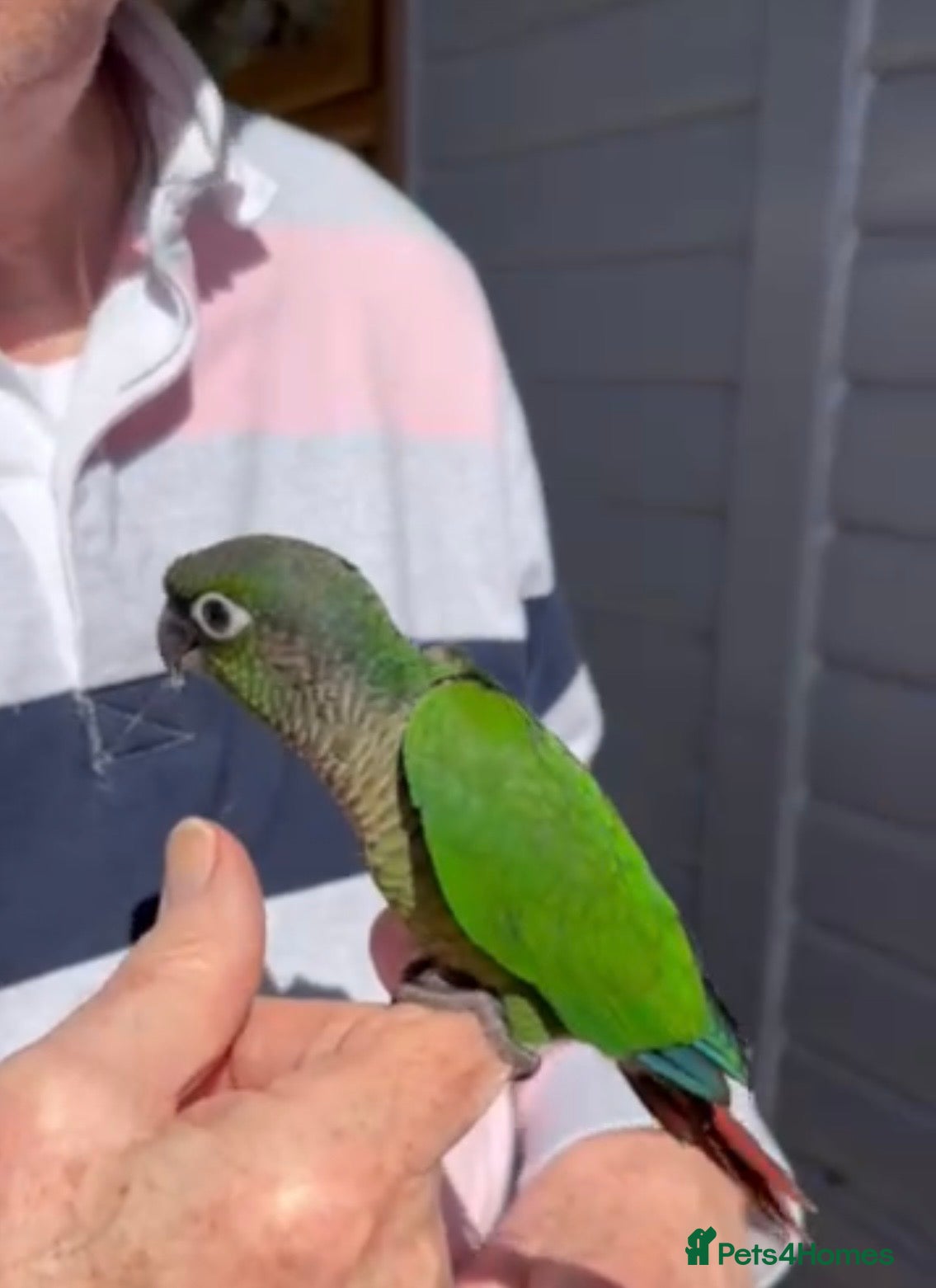 Conures birds ‘Hand-Reared’ Green Cheeked Conure Chicks  - Advert 5