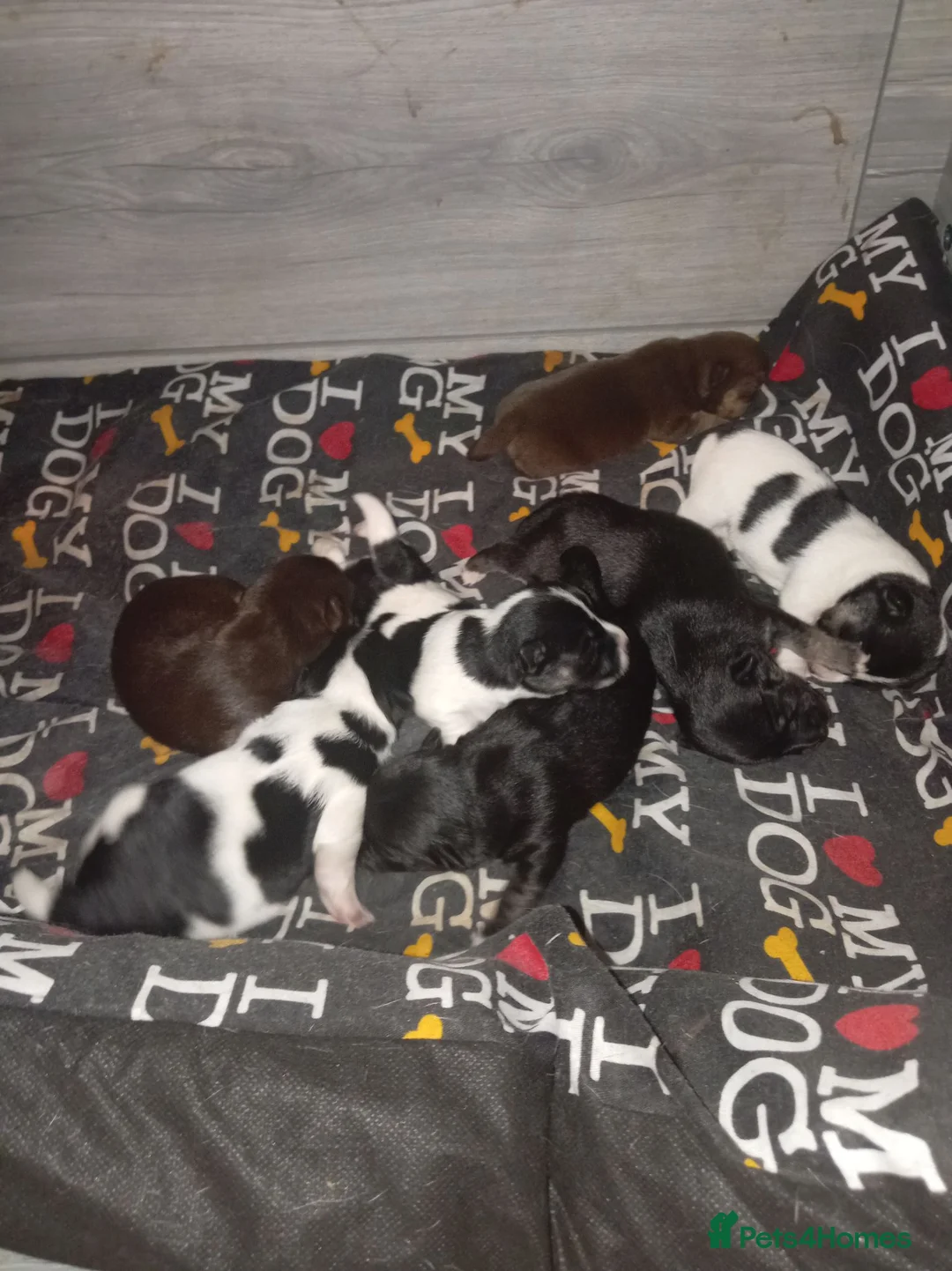 Jack Russell dogs for sale: Jack russlle  in Stoke-sub-Hamdon - Advert 4
