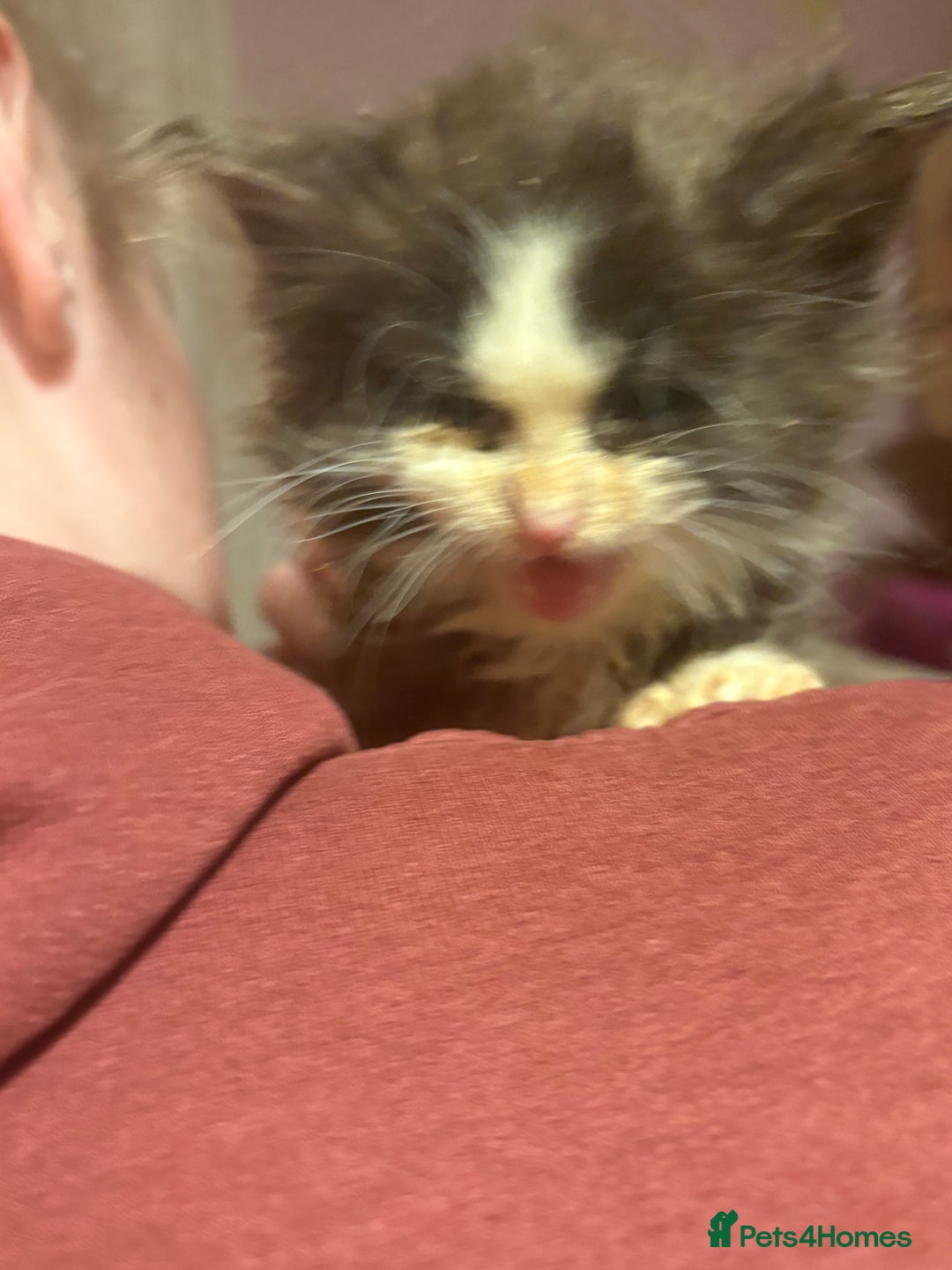 Maine Coon cats for sale: 2 beautiful Maine coon kittens  - Advert 5