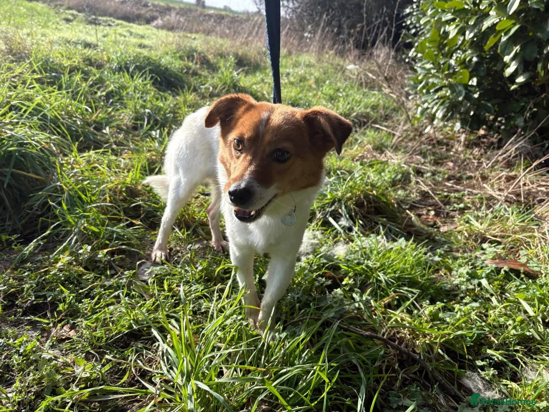 Mixed Breed dogs for adoption: Salt - Norwich Norfolk  - Advert 13
