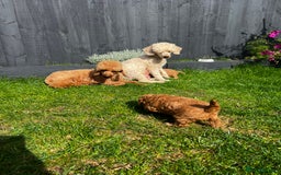Toy Poodle dogs for sale: Gorgeous kc registered toy poodle pups  - Image 21