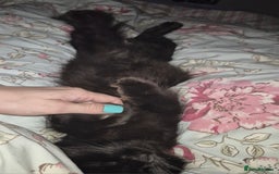 Ragdoll cats for sale: Fostered cat looking for her forever home - Image 4