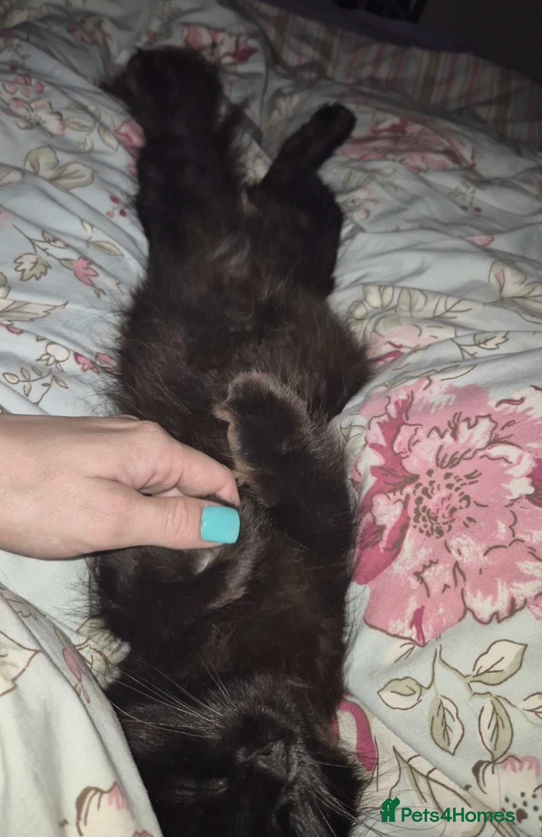 Ragdoll cats for sale: Fostered cat looking for her forever home - Image 4