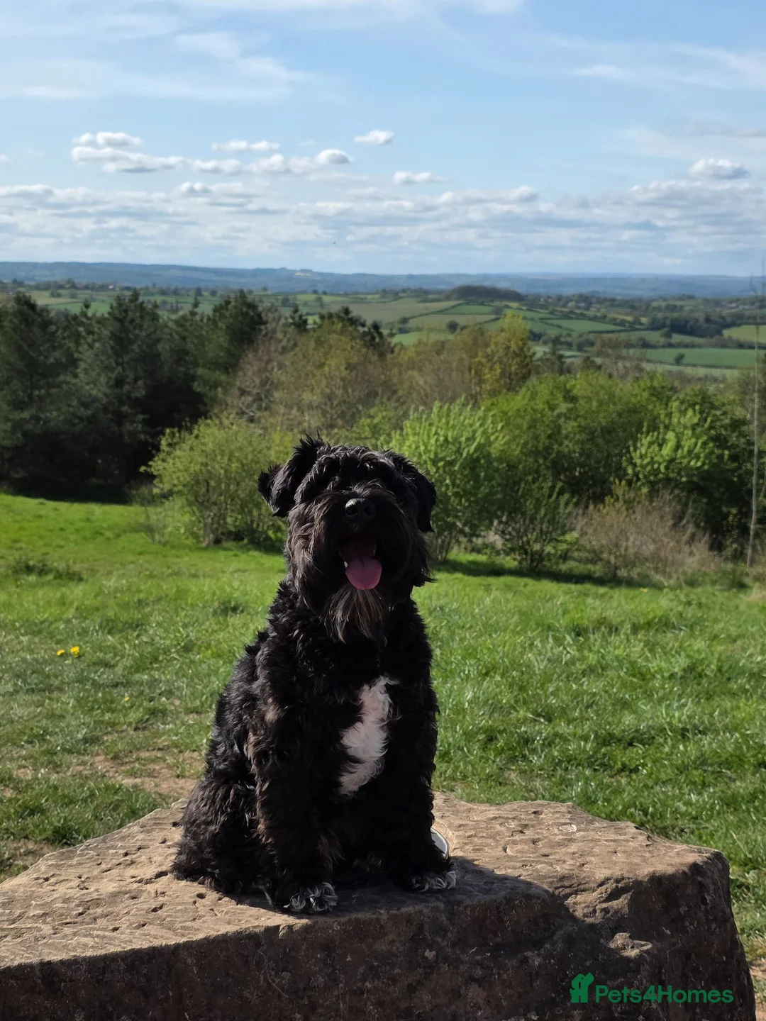 Miniature Schnauzer dogs for stud: Miniature Schnauzer Stud – KC Registered – Spirit in Sutton-in-Ashfield - Advert 1