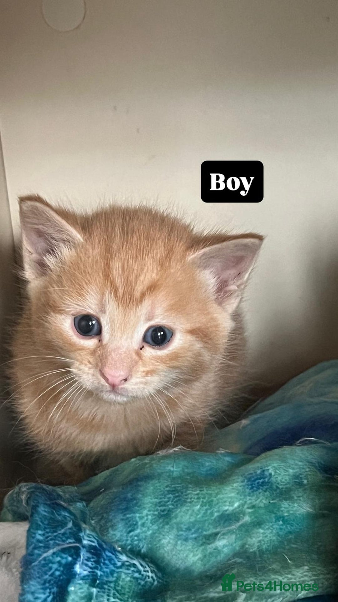British Shorthair cats for sale: Hello a have very beautiful kittens, - Image 1