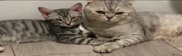 Scottish Fold cats for stud: Scottish Fold Stud - Advert 5