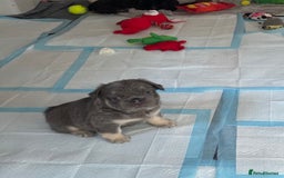 French Bulldog dogs for sale: Quality 5star🌟full visual fluffy French bulldogs  - Image 8