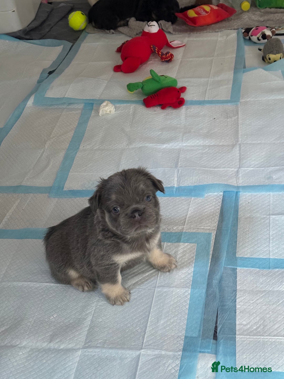French Bulldog dogs for sale: Quality 5star🌟full visual fluffy French bulldogs  - Image 8