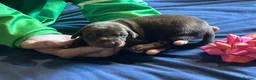 Dobermann dogs for sale: 7 beautiful Dobbman puppies  - Advert 6