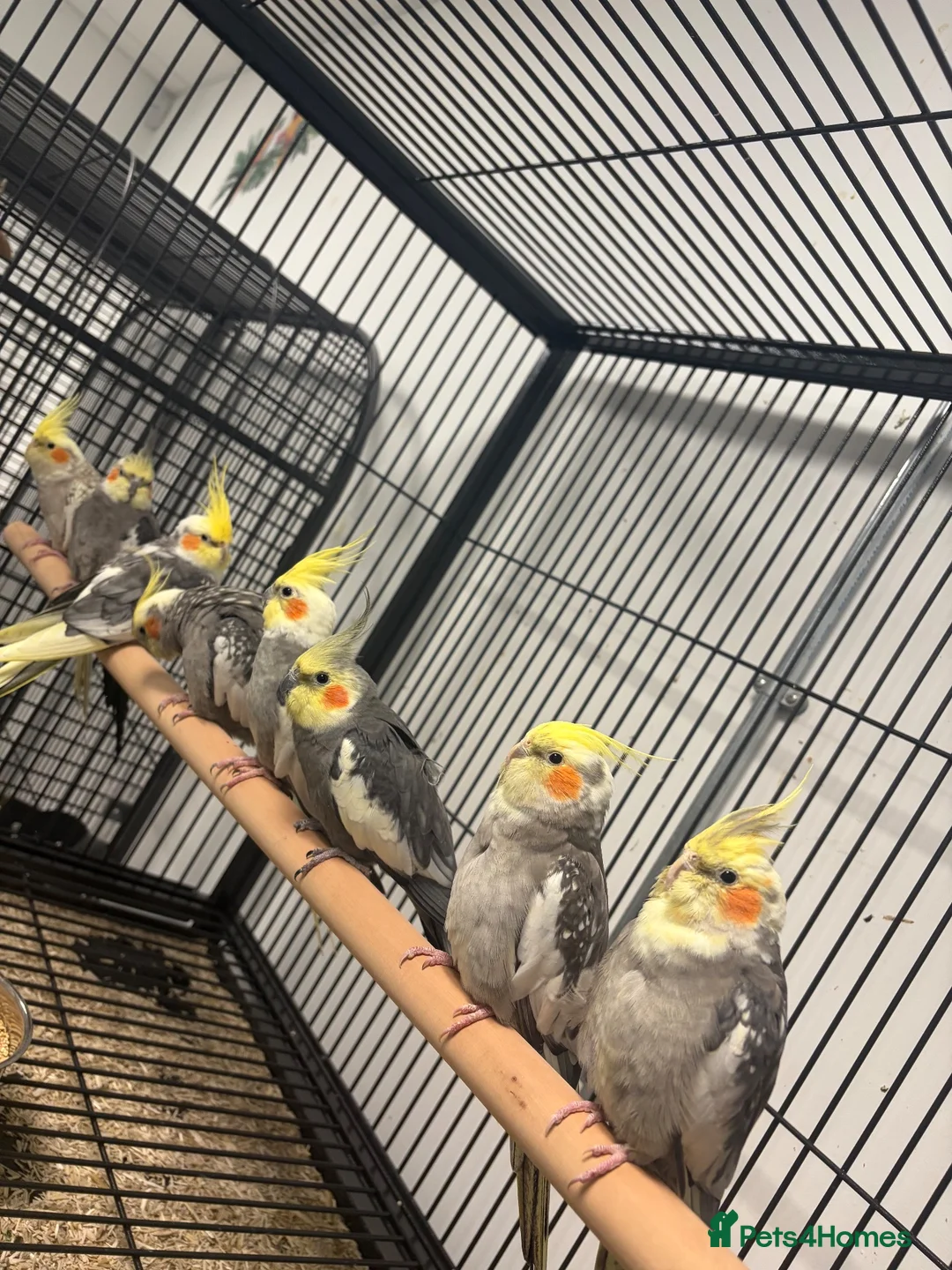 Cockatiels birds for sale: Stunning Various Young Cockatiels - Advert 1