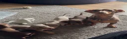 Miniature Dachshund dogs for sale: Mini Daschunds for Sale - Advert 2