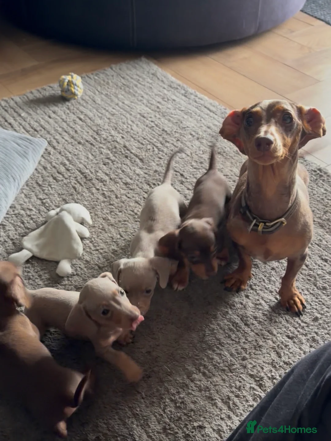 Miniature Dachshund dogs for sale: Mini Daschunds for Sale - Advert 2