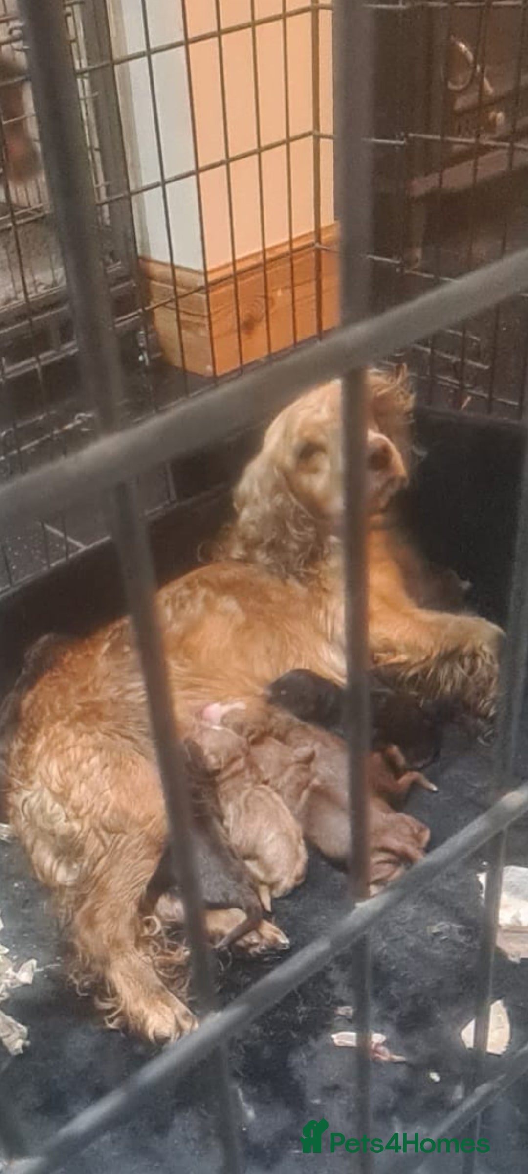 Cocker Spaniel dogs for sale: Beautiful KC Cocker Spaniel Puppies for sale  - Advert 4