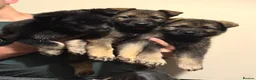 German Shepherd dogs for sale: German Shepherd Puppies - Advert 3