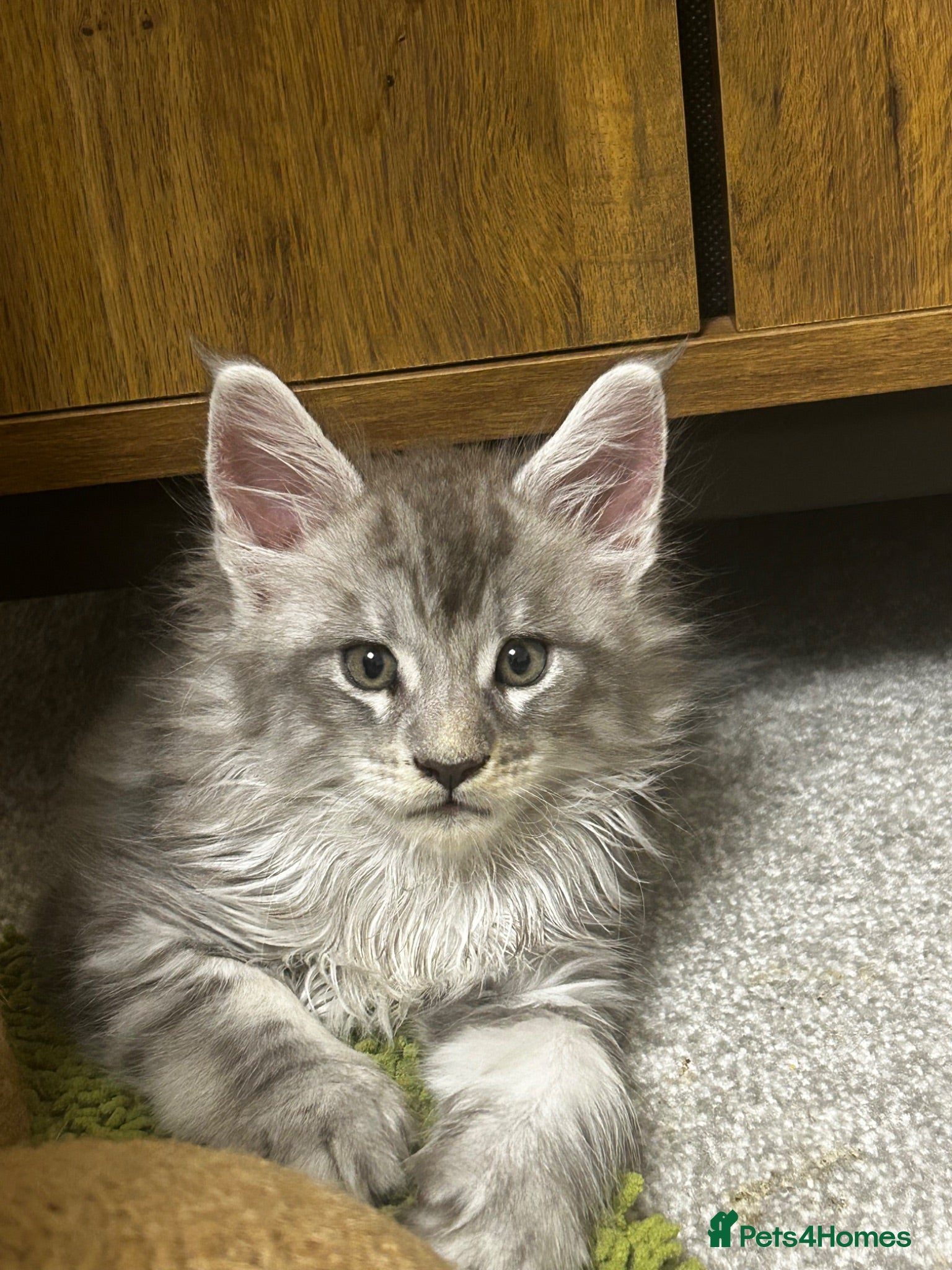 Maine Coon cats  Exceptional TICA Registered Maine Coon Kittens 🐾 - Advert 2