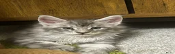 Maine Coon cats for sale:  Exceptional TICA Registered Maine Coon Kittens 🐾 - Advert 6