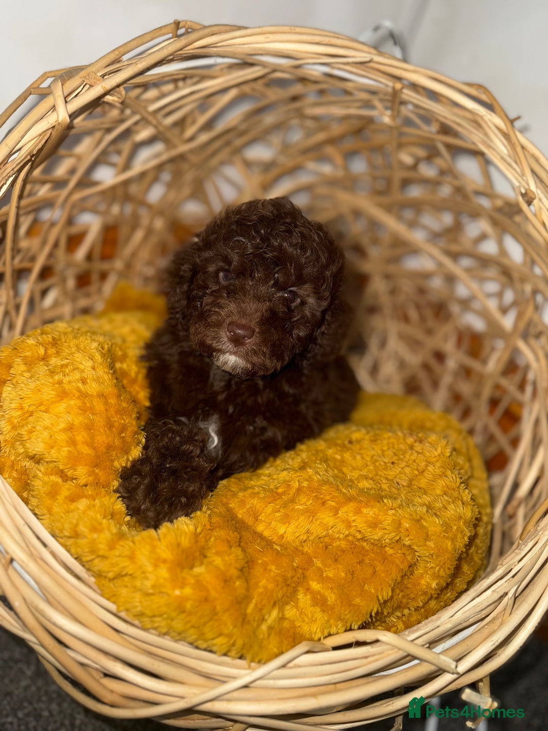 Miniature Poodle dogs for sale: 3 beautiful miniature poodles  - Image 8