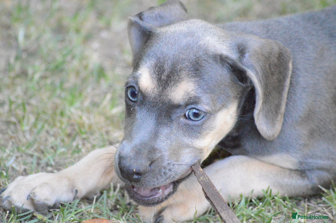 Mixed Breed dogs for sale: Mixed Breed Pups - Image 31