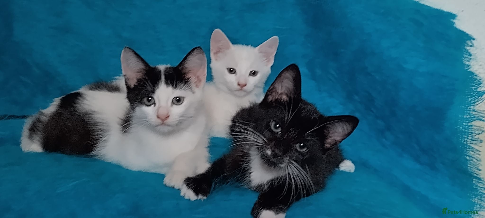 Mixed Breed cats Turkish Angora mix kittens - Advert 1