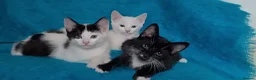 Mixed Breed cats for sale: Turkish Angora mix kittens - Advert 1