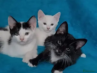 Mixed Breed cats Turkish Angora mix kittens - Advert 1