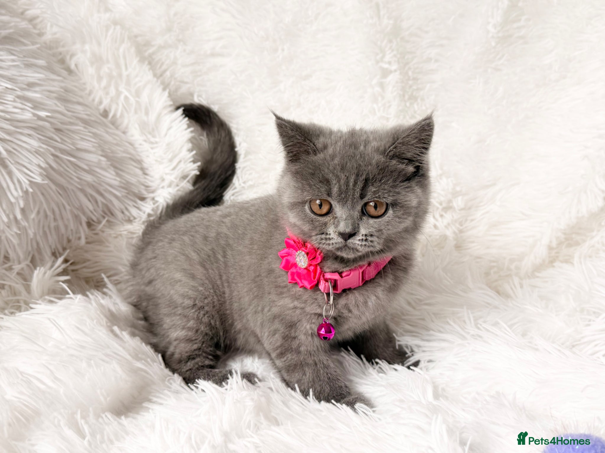 British Shorthair cats ⭐️ 4 BRITISH SHORTHAIR KITTENS ⭐️ - Advert 3