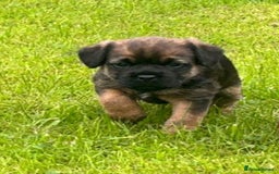 Border Terrier dogs for sale: Border terrier  - Image 5