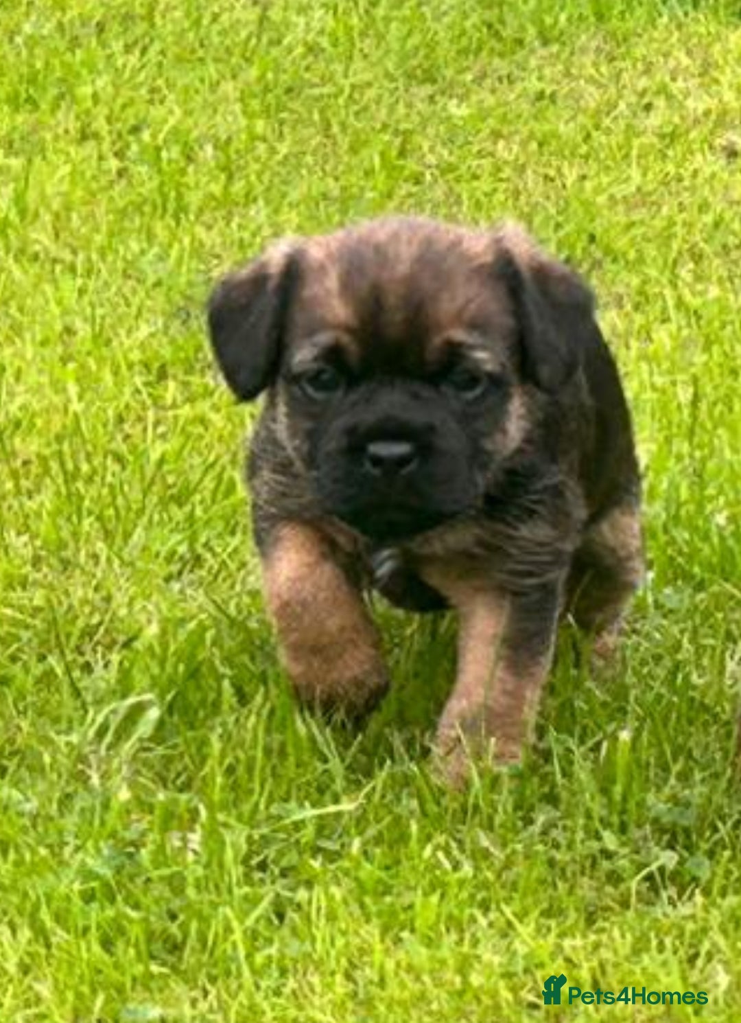 Border Terrier dogs for sale: Border terrier  - Image 5