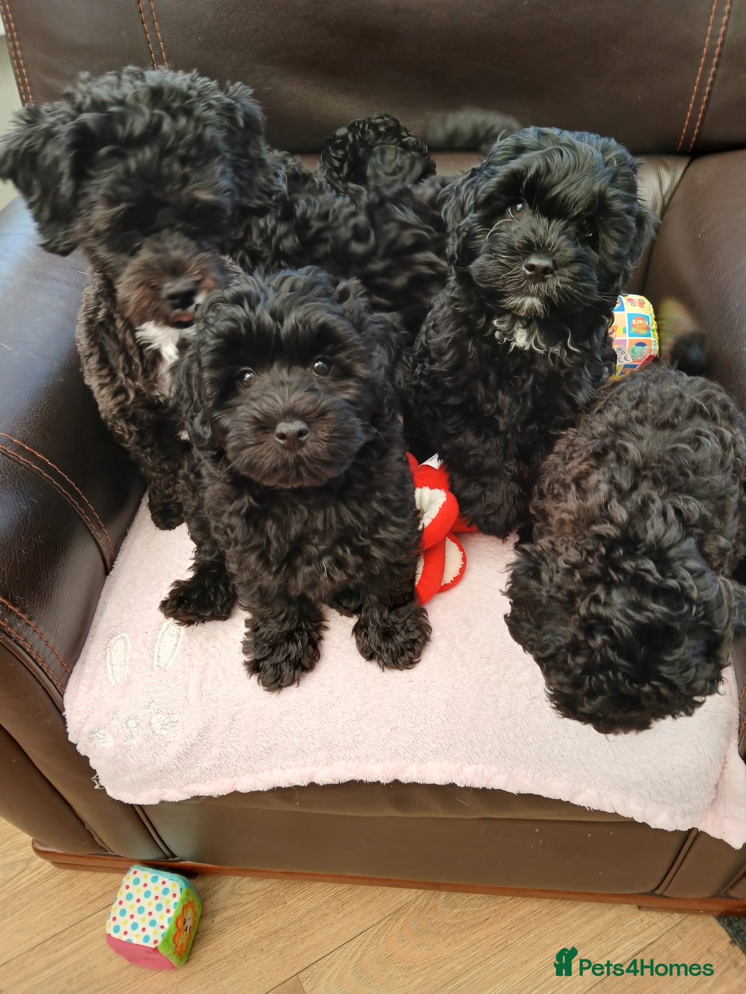 Lhasapoo dogs Lhaspoo puppies - Advert 1
